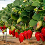 Captura De Pantalla 2026 01 01 A Las 14.57.20 150x150