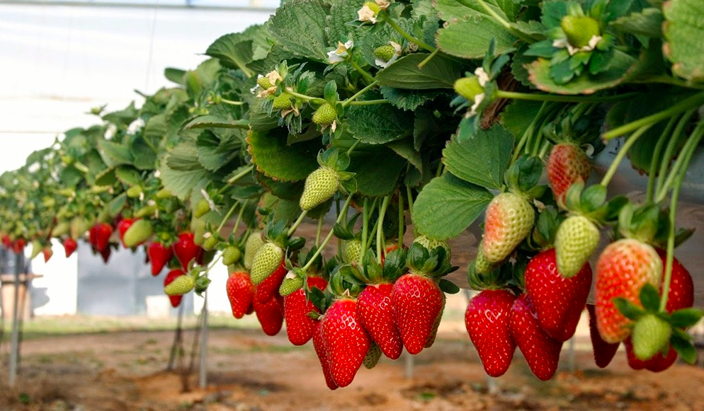 Captura De Pantalla 2026 01 01 A Las 14.57.20