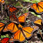 Michoacán celebra 51 años desde el descubrimiento de los Santuarios de la Mariposa Monarca: Secretaría de Turismo captura de pantalla 2026 01 10 a la(s) 18.37.34