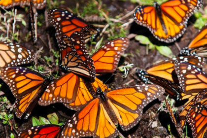 Michoacán celebra 51 años desde el descubrimiento de los Santuarios de la Mariposa Monarca: Secretaría de Turismo captura de pantalla 2026 01 10 a la(s) 18.37.34