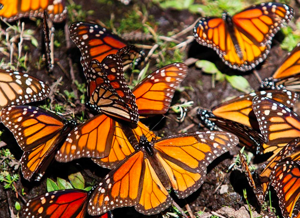 Michoacán celebra 51 años desde el descubrimiento de los Santuarios de la Mariposa Monarca: Secretaría de Turismo captura de pantalla 2026 01 10 a la(s) 18.37.34