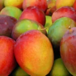Mango michoacano busca nuevos mercados desde Zamora. mango michoacan