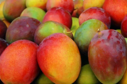 Mango michoacano busca nuevos mercados desde Zamora. mango michoacan