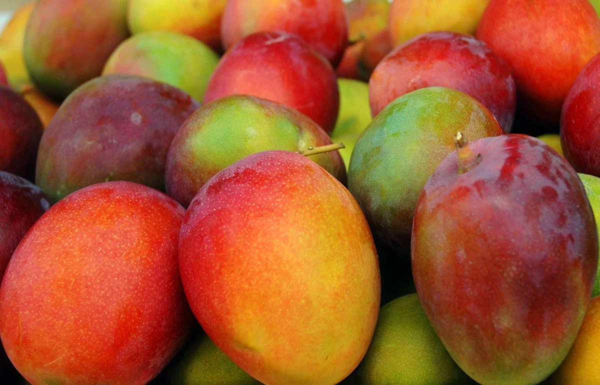 Mango michoacano busca nuevos mercados desde Zamora. mango michoacan