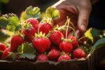 Agroindustria del occidente michoacano presenta mayores quejas ante Centro de Conciliación Laboral cultivo de fresas